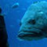 CliffBass