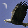 EagleMoon