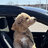browndog