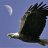 EagleMoon