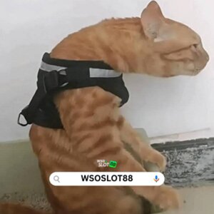Agen Daftar Akun Pro Slot Server Jepang Pasti Menang - WSOSLOT88